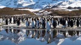 penguins-Planet-Earth-Complete-Series-by-BBC.jpg