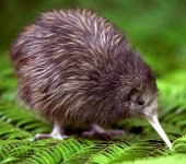 baby-kiwi-05.jpg